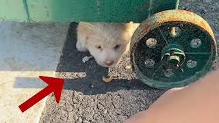 : Hiding under the trash can, the puppy trembled and cried because of cold and hunger