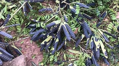 Khoảng cách trồng cây Bồ kết ghép |