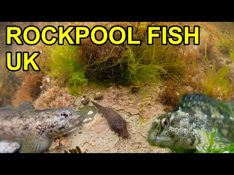 5 Interesting Rockpool fish