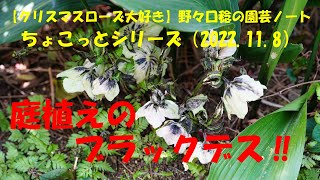 庭植えのブラックデス‼️