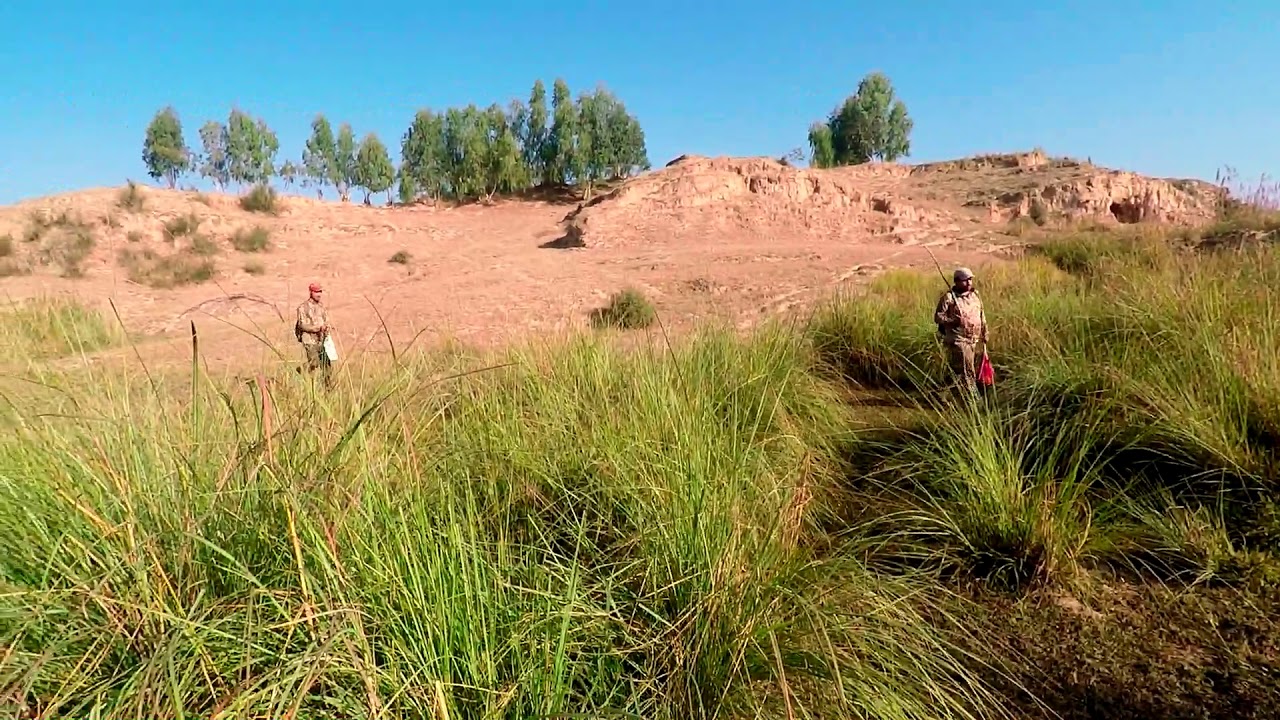 Partridge hunting in Pakistan 