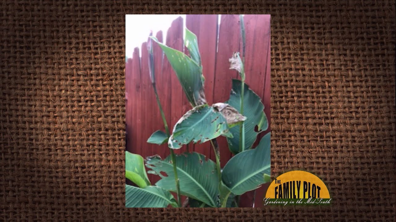 Q&A Something is eating my Cannas. What is it? YouTube