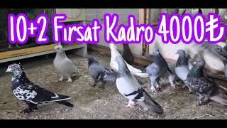 10+2 Fırsat Oyun Kuşları. Watsap.545.550.0192