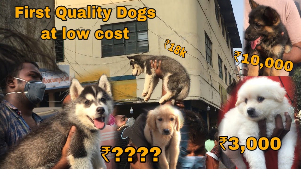 Chennai Pet Market Dogs at Low cost India Pet Market YouTube