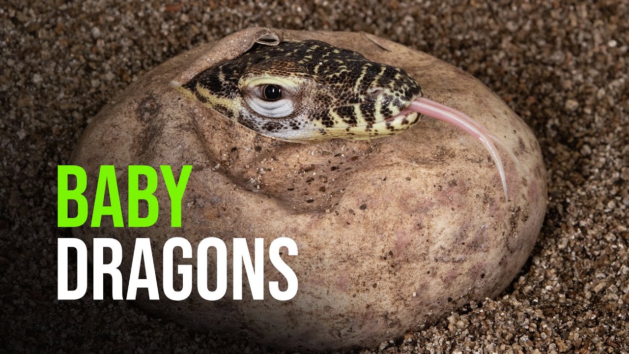 Baby Dragons Hatch In The Bronx! - Youtube