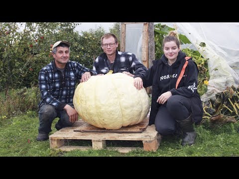 Video: Kako Gojiti Deževnike