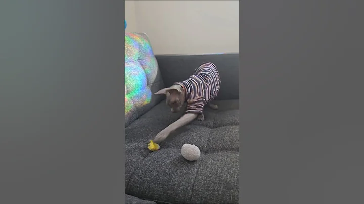 Video 11350081: funny sphynx cat, adorable hairless cat