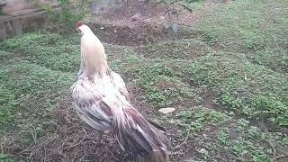 Shiro The Rooster Morning Crowing And Chasing Hen