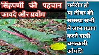 Identifying Dandelion: It’s no less than a miracle herb. Found with great difficulty @RajeshAyurv... screenshot 4