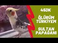 Sultan Papağanı Ölürüm Türkiyem 45 Dk Reklamsız Uzunluğunda