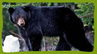 TODO SOBRE el OSO NEGRO AMERICANO