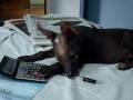 SUPAY PERUVIAN HAIRLESS DOG の動画、YouTube動画。