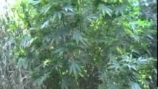 KB's 2010 outdoor grow *update*