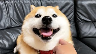 柴犬のにぱにぱスイッチッッッ！！