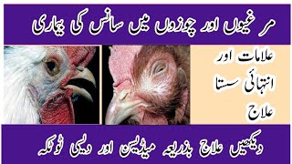 How to treat chicken respiratory disease in poultry  | murgion me saans ki bimari ka ilaj