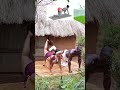Treino de Glúteos #fitnessmotivation #bodibilder #gluteos #viral #shorts