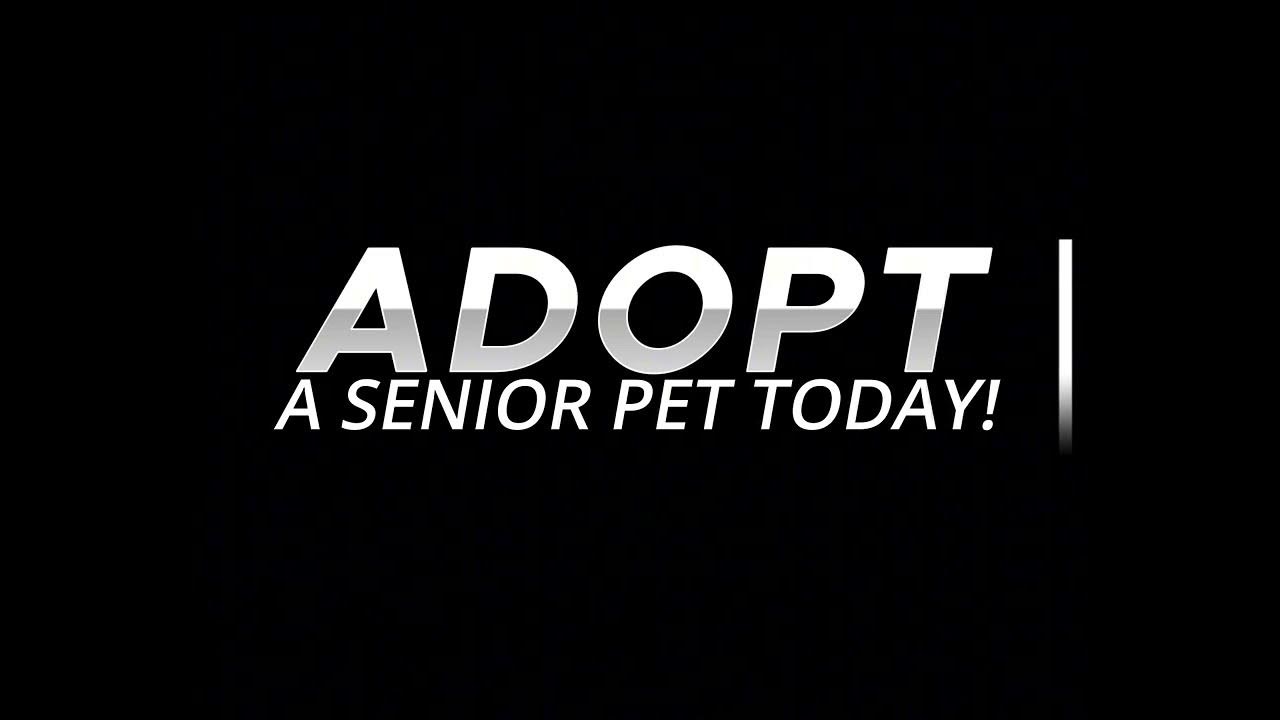 adopt-a-senior-pet-youtube