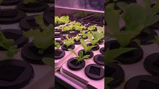 FarmCube Nano|Real Indoor Growing Results from Leaves to Roots #indoorfarming #farming