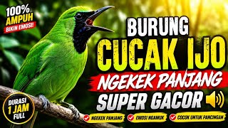 BURUNG CUCAK IJO NGEKEK PANJANG SUPER GACOR