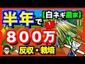 【ネギ農家】年商800万円ネギ農家に聞く!ネギが儲ける3つの理由がある!【アニメでわかる家庭菜園解説】