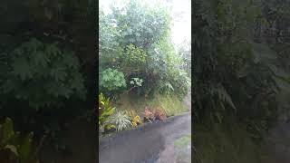 Suasana desa saat hujan di sore hari #hujan #suasanadesa