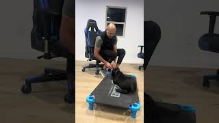Watch me teach my puppy place! 