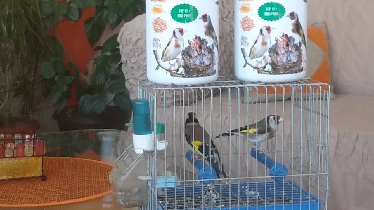 Stiglica Parenje Stiglica, grdelina, cesljugata TOP 10+ BIRD FOOD - YouTube