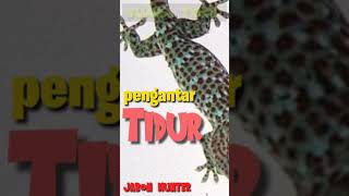 Download Lagu SUARA TOKE MP3