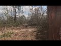 Dropping a pine tree