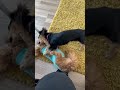 Best type of therapy #puppies #puppy