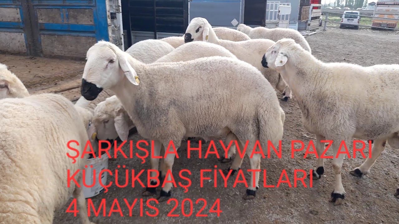 ŞARKIŞLA HAYVAN PAZARI KÜÇÜKBAŞ FİYATLARI 4 MAYIS 20204