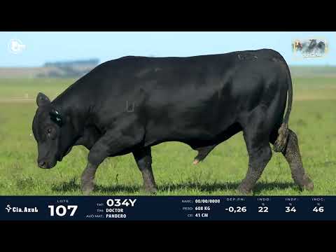 LOTE 107 - ULTRABLACK 034Y