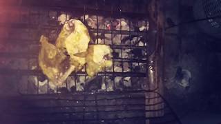 Xiaomi Mi5 - Video Editing Using Videoshow apps screenshot 3