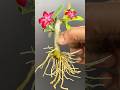 How To Grow Adenium From Cuttings #adenium #youtubeshorts #Shorts #Mita'sgardeningtrick #Cuttings