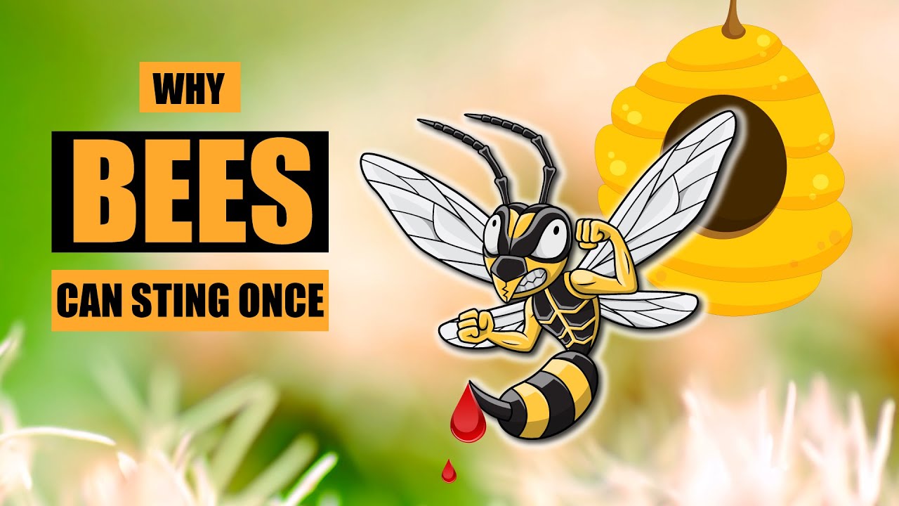 Why Can Bees Sting Only Once?