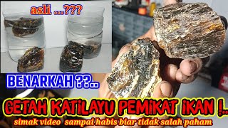 GETAH KATILAYU || BENARKAH..? AMPUH BUAT MANCING