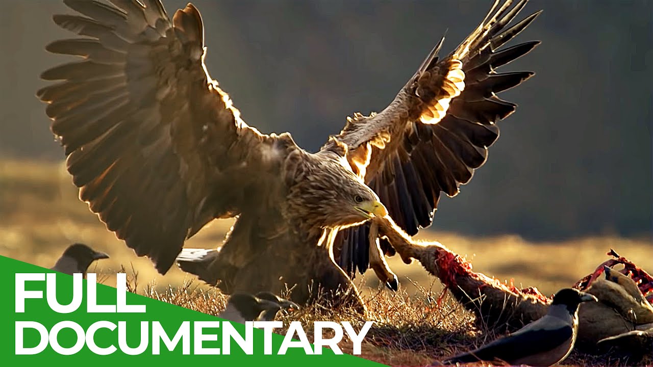The Sea Eagle - King of the Seas | Free Documentary Nature