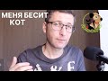 Чем больше всего раздражает кошка? Топ 7 раздражителей