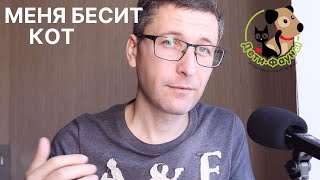 Чем больше всего раздражает кошка? Топ 7 раздражителей