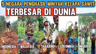 inilah 5 NEGARA penghasil minyak kelapa sawit terbesar di dunia