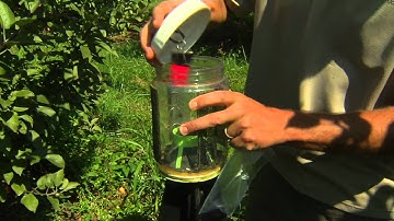 Stink Bug research continues