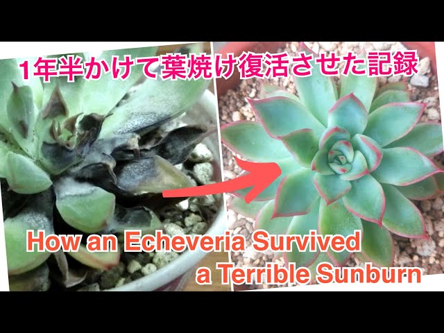 多肉植物】葉焼けエケベリアを1年半以上かけて復活させた記録｜How an