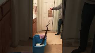 Hungry Ball Python Monty (there's a rat in the bag). #snake #ballpython #shorts #reptiles #ytshorts