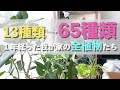 育て始めて1年。うちの観葉植物を紹介します。