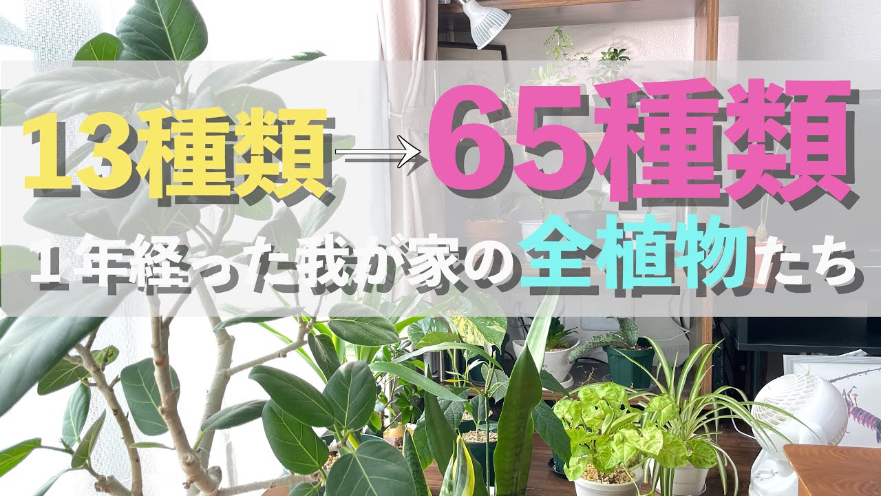 育て始めて1年。うちの観葉植物を紹介します。