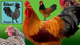 TOP 10 🐓 Hühner Rassen