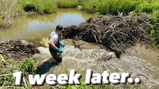 What Happened 1 Week After Dam Removal ?