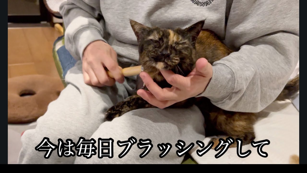 保護ネコとある里親の日常449【チャビ姐】サビ猫長女チャビちゃんの最近とは！？