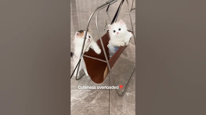 Video 11423851: cat cartoon kitten, cat cute cartoon kitten, cat cartoon funny kitten, cat cute animals