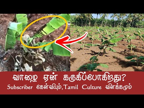 வாழை இலை கருகளுக்கான விளக்கம் | A Subscriber Question for banana tree and Tamil culture solution